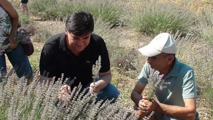 2. LAVANTA HASADI YAPILDI