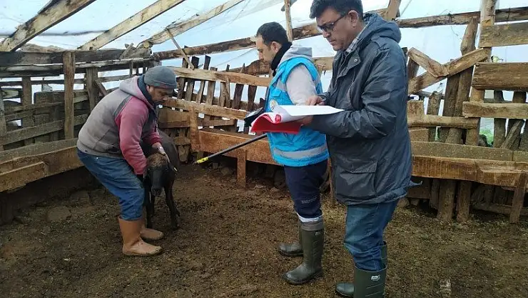 2019 Yılı Hayvancılık Desteklemeleri Başladı