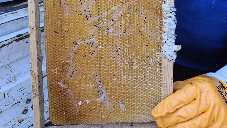 202 Bin petek şoklandı