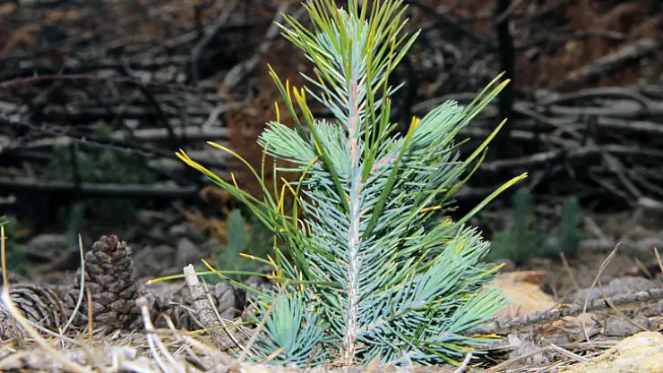 21 Mart'ta Muğla ve Aydın'da 50 bin fidan toprakla buluşacak