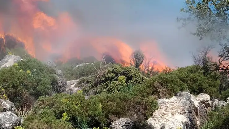 5 dönüm çalılık alan tamamen kül oldu