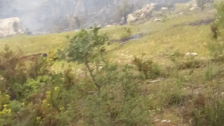 5 dönüm zeytinlik alan yandı