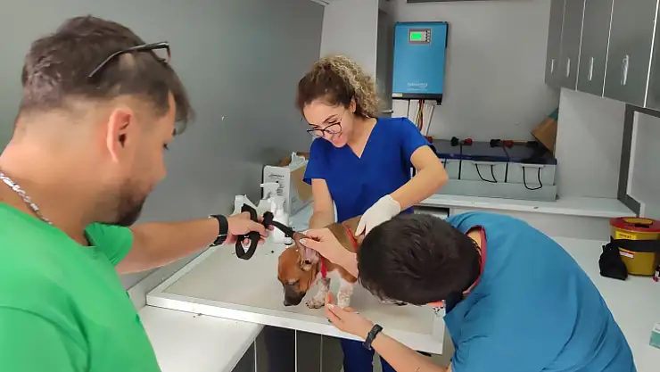 62 Bin 63 Evcil Hayvana Mikroçip Takıldı