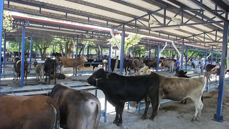 7 yılda hayvan sayısı arttı