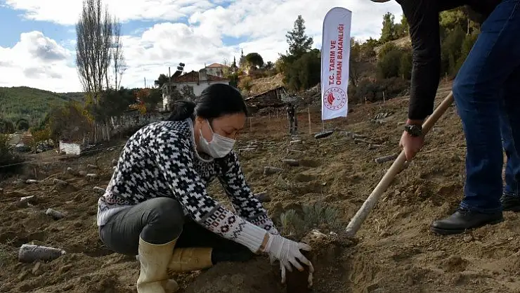 80 Bin Lavanta Toprakla Buluştu