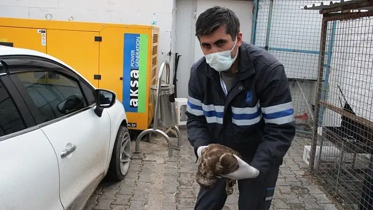 Ağaçtan düşen şahinin kalbi durunca kalp masajı yaptılar