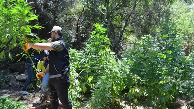 Araziye ektiği kenevirleri sulamaya gelince yakalandı