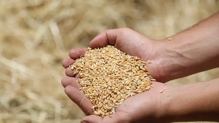 Ata tohumu karakılçık buğdayının ilk hasadı Karaova'da yapıldı