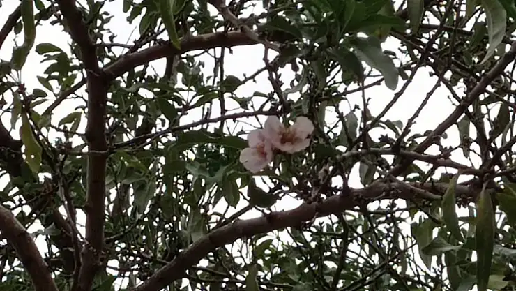 Badem ağacı çiçek açtı