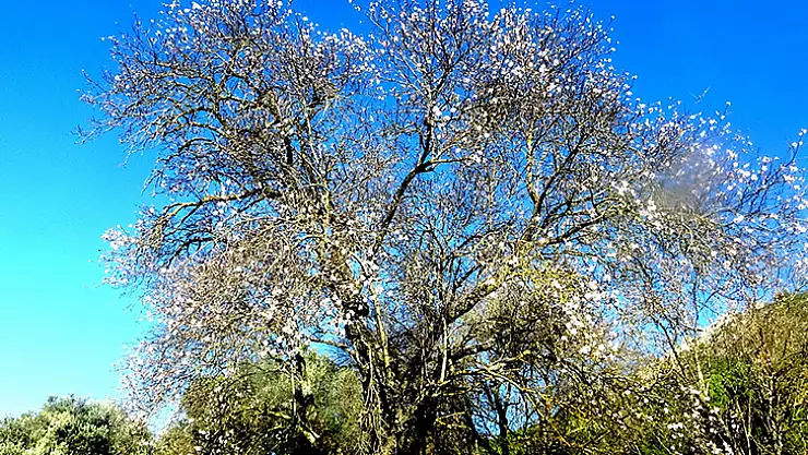 Badem Ağaçları Çiçek Açtı