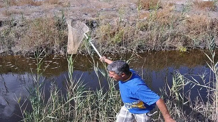 Balık Yavruları Telef Oldu