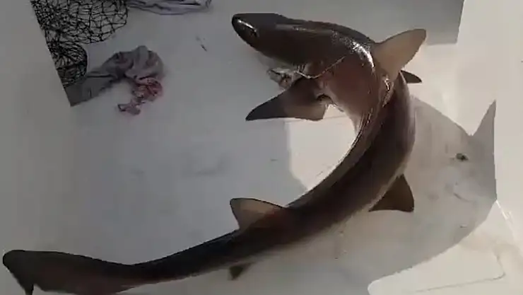Balıkçıların ağına köpek balığı takıldı