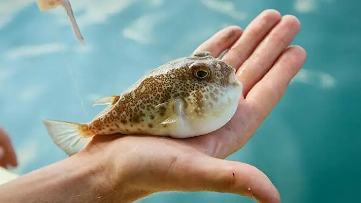 BALON BALIĞI AVLAYANLARA KUYRUK BAŞINA ÖDENEN ÜCRET 5 LİRADAN 12,5 LİRAYA ÇIKTI!