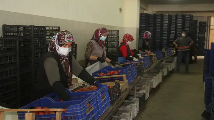 BAŞKAN KARAYİĞİT, 'DOMATESLER GELMEYE BAŞLADI'