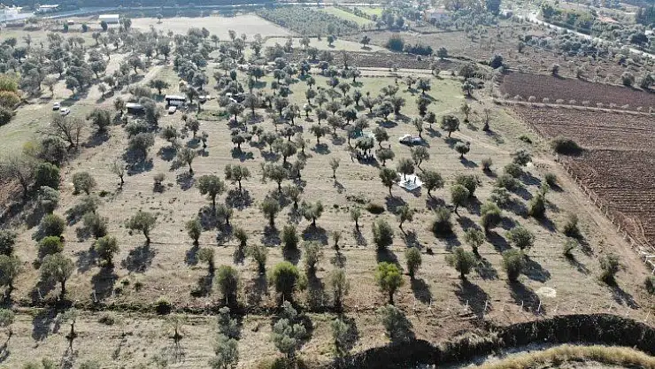 Başkan Oktay zeytin hasadına katıldı