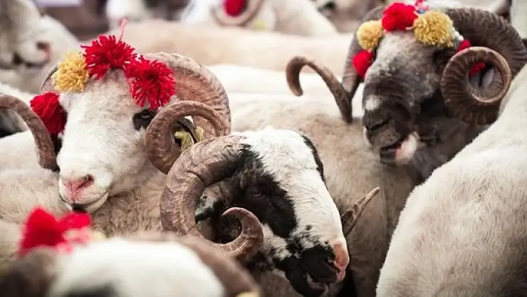 Bayraktar, 'Kurbanlık hayvanlara 69,3 milyar lira ödeneceği tahmin ediliyor'