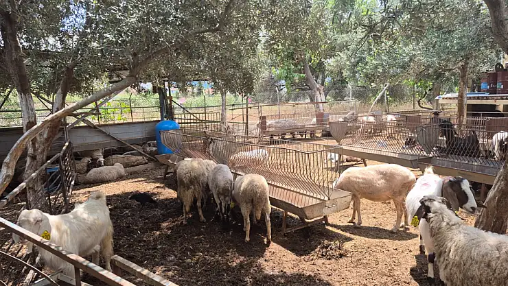 Bayram Öncesi Kurbanlıklar Hızla Tükeniyor