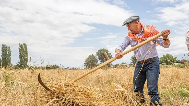Belediye, hibeli mısır tohumu desteği verecek