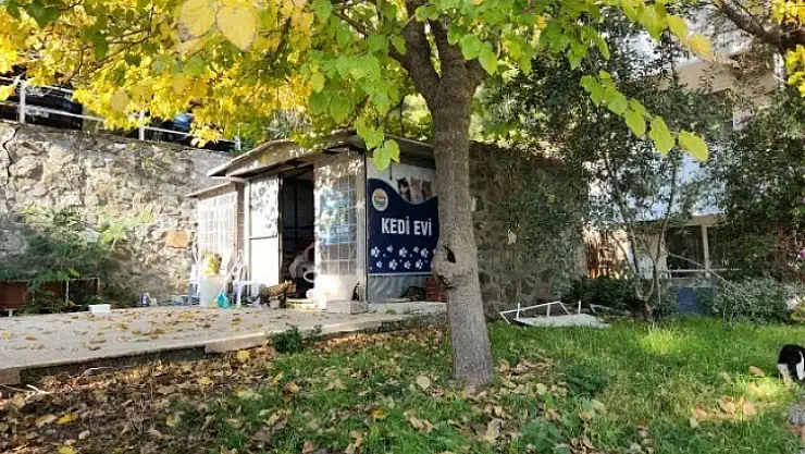 BELEDİYE'DEN KEDİ EVİ PROJESİ