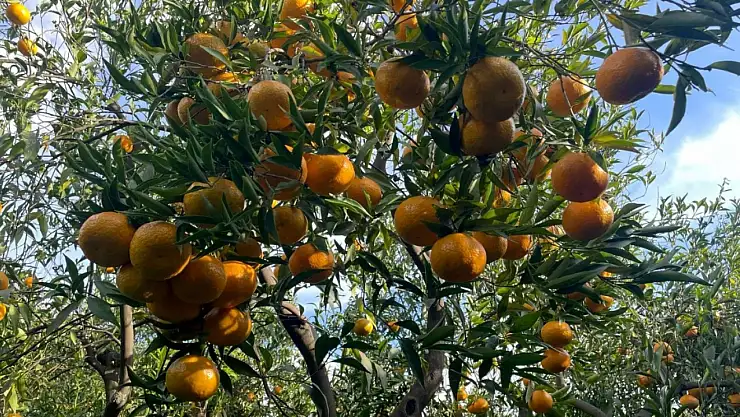 Belediye mandalina üreticilerinin yanında