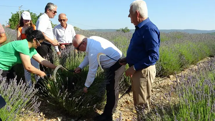 Belediyeden Lavanta hasat şenliği