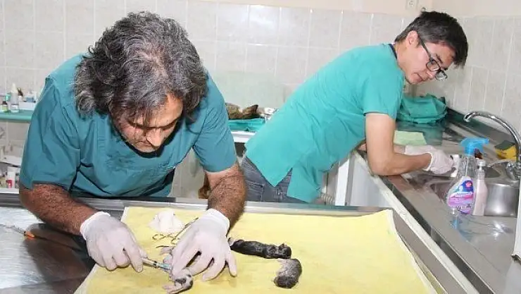 Beş Yavrudan  Bir Tanesi Yaşatıldı