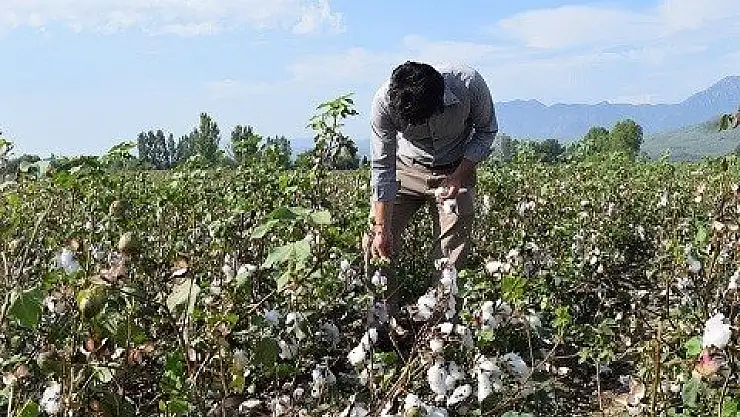 'Beyaz Altının' Hasadına Başlandı