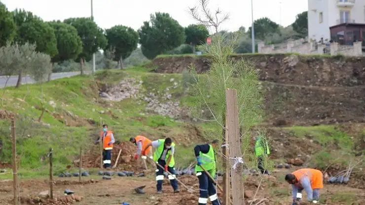 Bodrum Belediyesi'nden fidan ve ağaç dikimi