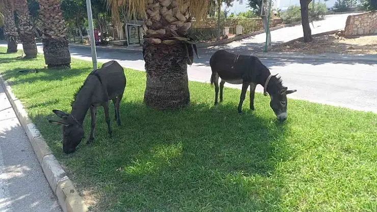 BODRUM'DA BAŞIBOŞ EŞEKLERİN ÇİMEN KEYFİ