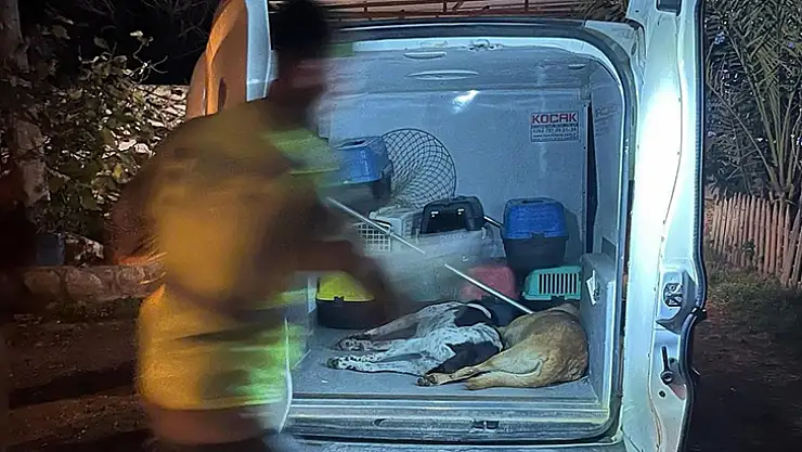 Bodrum'da Kedi Ve Köpekler Zehirlendi
