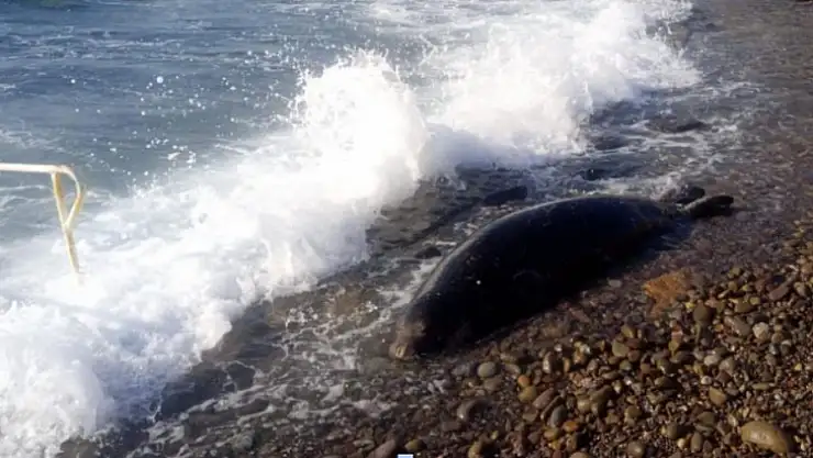 Bodrum'da üzücü anlar: 50 metre açıldı, ters dönüp sahile vurdu