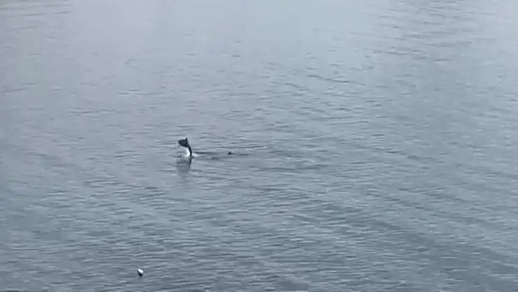 Bodrum'da yunus sürprizi