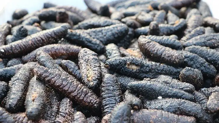 'Avcılık değil yağma yapıyorlar'