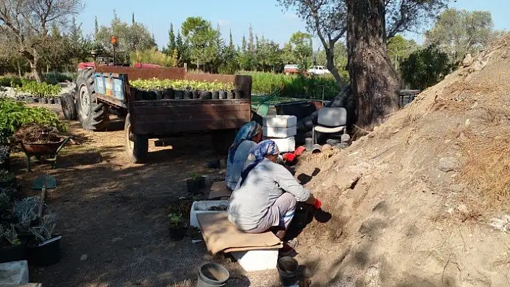 Bodrum'u güzelleştirmek için kendileri yetiştiriyor