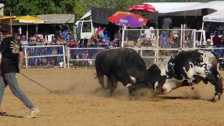 BOĞALAR EĞİTİM YARARINA GÜREŞTİ