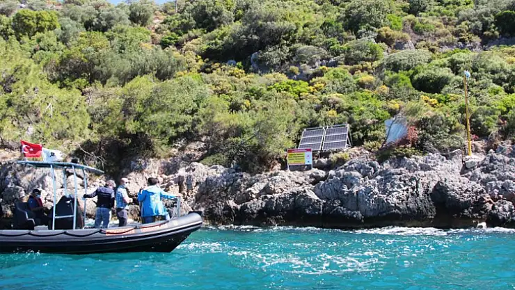 Boncuk Koyu önemli kum köpek balığı üreme alanı oldu