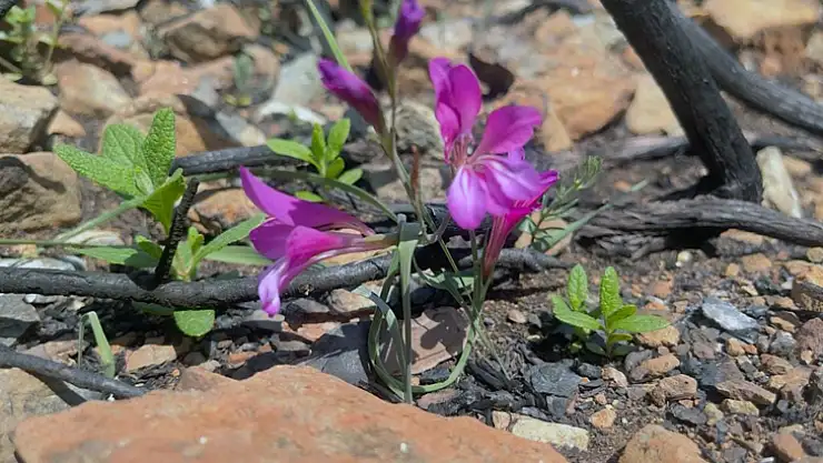 Bördübet'in eko sistemi yakından takip ediliyor
