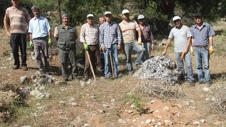 BOZUK ORMAN TEMİZLENİP, CEVİZ VE KEÇİBOYNUZLARI DİKİLDİ