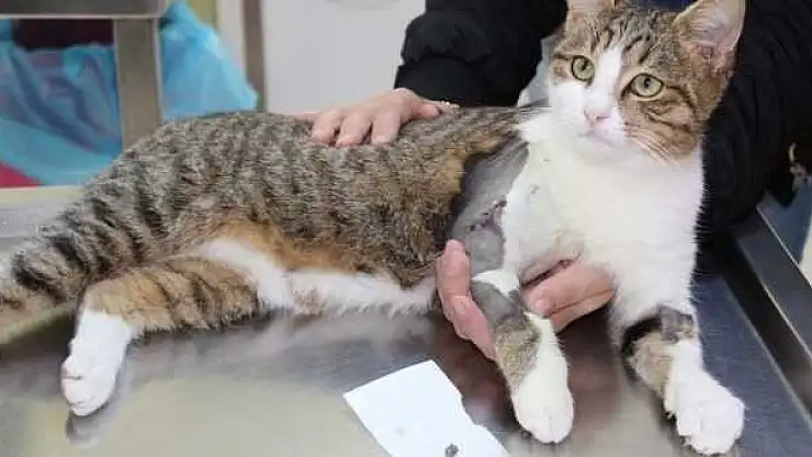 BU SEFERDE  SOKAK KEDİSİNİ BACAĞINDAN VURDULAR