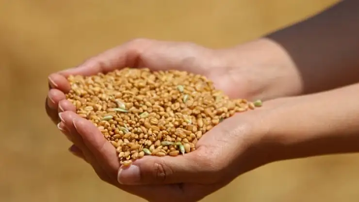 Buğday Hasadı Yaygın Şekilde Başladı