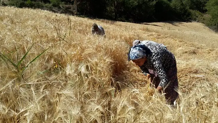 Buğday hasadını geleneksel yöntemlerle yapıyorlar