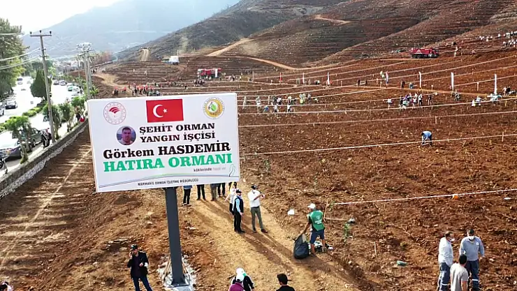 Büyük Yangınların 2. Yılında Yanan Alanlar Tekrar Yeşeriyor