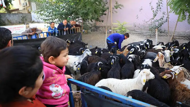 Büyükşehir'in Kıl Keçisi desteği 3 ilçede devam ediyor