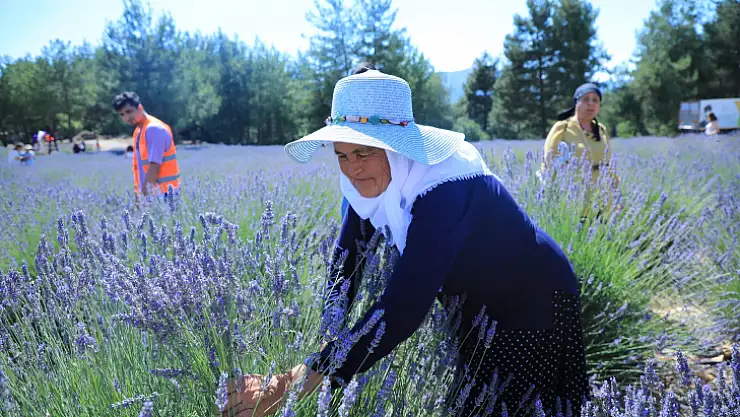Büyükşehir Koku Vadisi'nde Lavanta Şenliği Düzenliyor