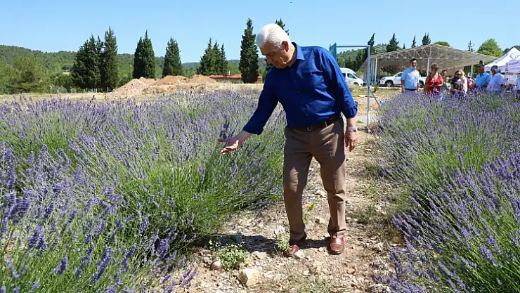 Büyükşehir Lavanta Bahçesi Ziyarete Açılıyor
