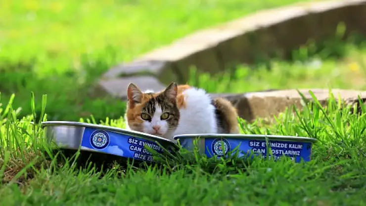 Büyükşehir Üretiyor, Can Dostlar Tüketiyor