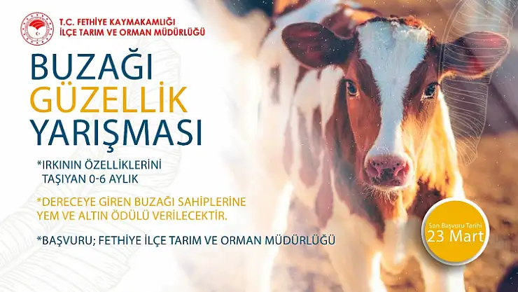 BUZAĞI GÜZELLİK YARIŞMASI