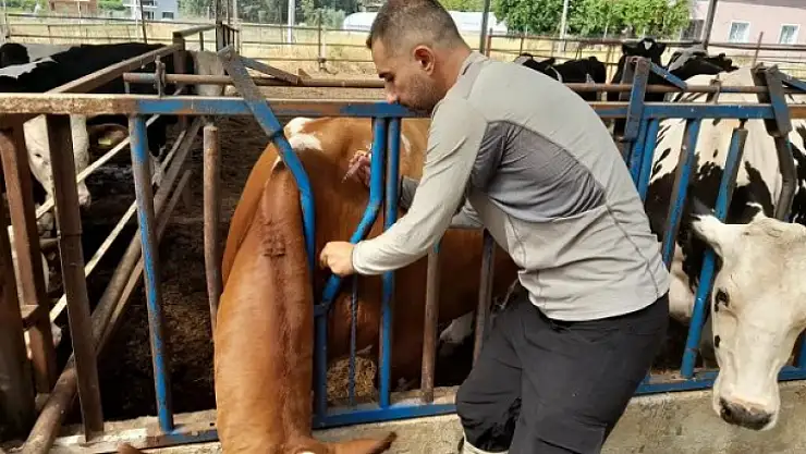 'Buzağı Kalkanı Projesi' Devam Ediyor
