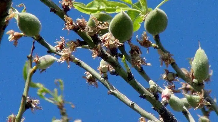 Çağla-badem hasadı başlıyor