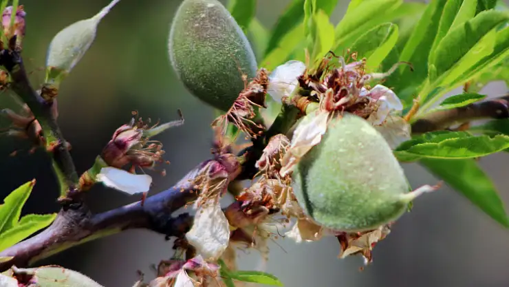 ÇAĞLA-BADEMİ KİLOSU 100 LİRADAN TEZGAHA İNDİ